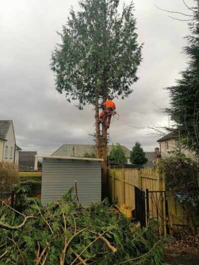 Tree surgeon in orange climbing gear working high in a tall conifer above a Glasgow garden
